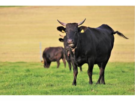 未経験の方も大歓迎/残業無し/牛の飼育管理業務